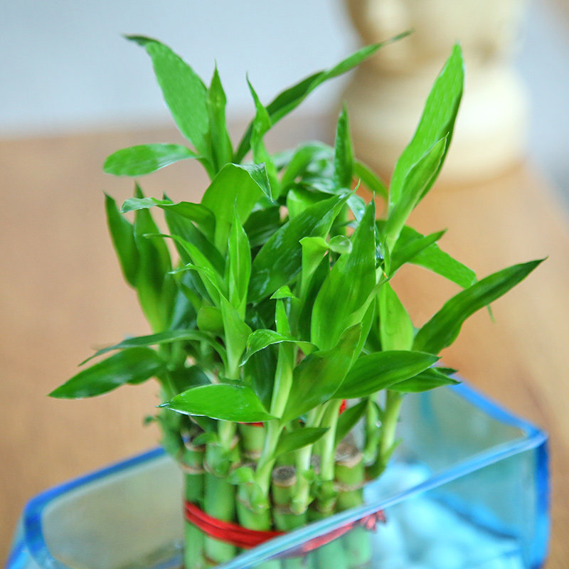 Online Plant - One Lucky Bamboo Bunch