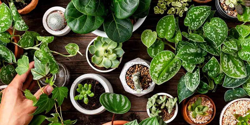 15 Beautiful Ornamental Plants with Names