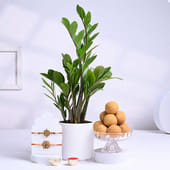 Ornate Golden Rakhi Duo With ZZ Plant N Laddoos