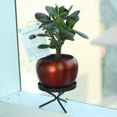 Ovata Orchid Vase - Air Purifying Plant Indoors in Orchid Vase