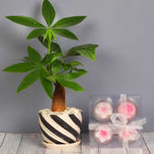 Pachira Candle Combo - Bonsai Plant Indoors in Black & White Line Vase with Set of 4 Candles