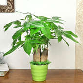 Pachira Money Tree Plant in a Printed Mug for Mom