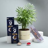 Palm Plant With Embellished Rakhi N Chocolates