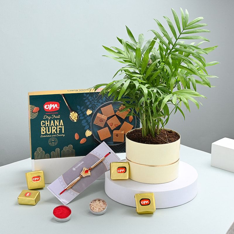 Palm Plant With Enchanting Rakhi N Burfi