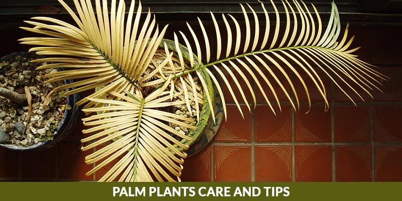 Palm Plants Care and Tips