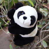 Cute Panda For Wishing Happy Valentine Day