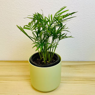 Parlor Palm Plant In Green Pot