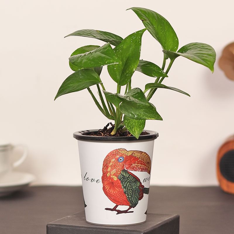 Buy Parrot Money Plant Online