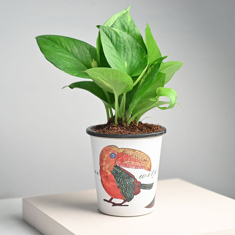 Order Parrot Money Plant Online