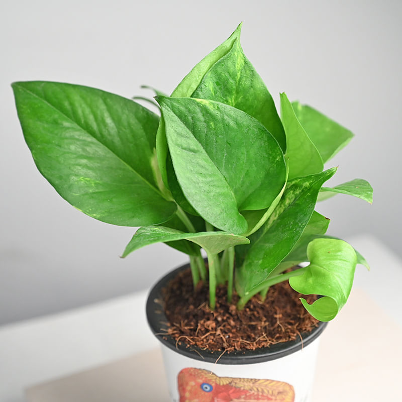 Buy Parrot Money Plant Online