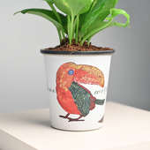 Parrot Money Plant