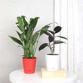 Peace Lily And Rubber Plant Combo