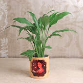 Peace Lily Diwali Plant