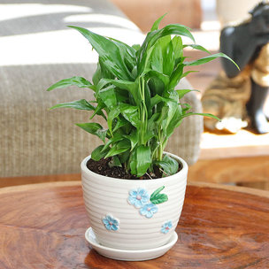 Peace Lily Floral Ceramic Pot
