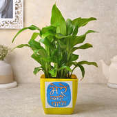 Peace Lily For Pyaare Papa