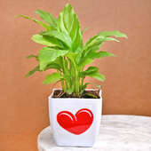 Peace Lily In A Heart