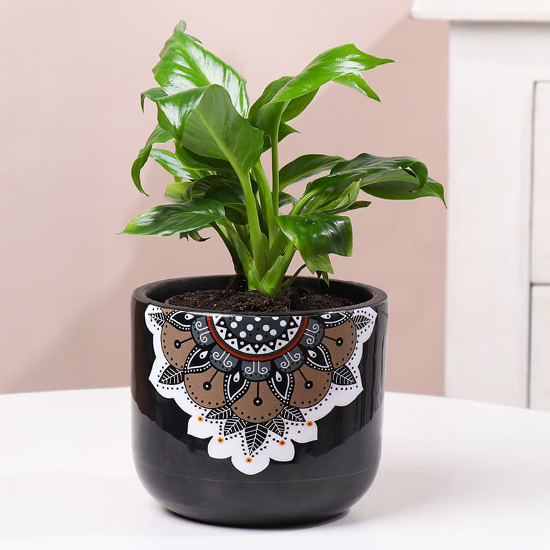 Peace Lily In Black Mandala Pot