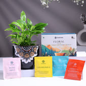 Peace Lily In Black Mandala Pot With Assorted Tea