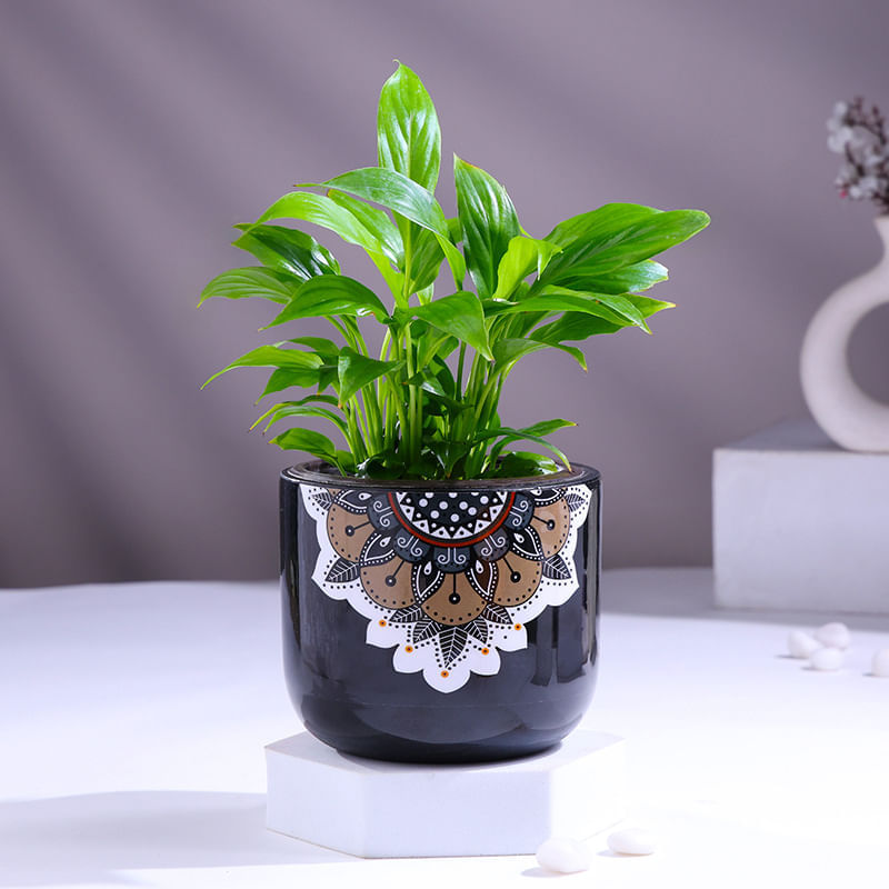 Product Image Video