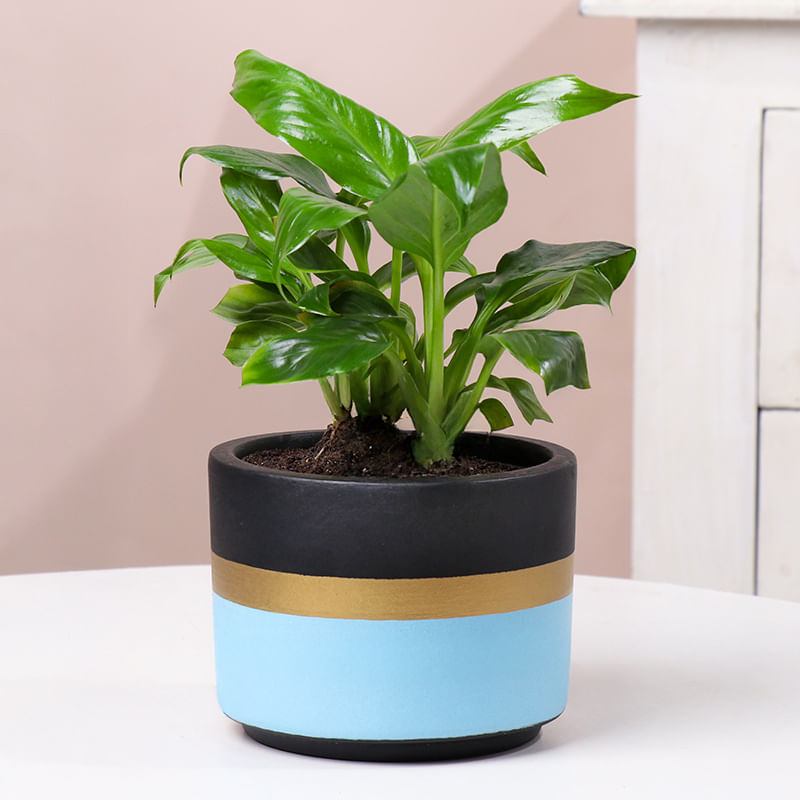 Peace Lily In Blue Mist Pot