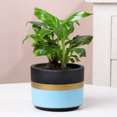 Peace Lily In Blue Mist Pot