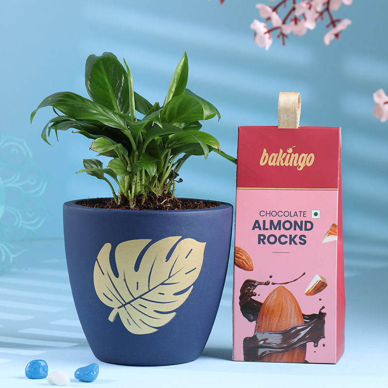 Peace Lily In Blue Terracotta N Choco Almonds Duo