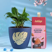 Peace Lily In Blue Terracotta N Choco Almonds Duo