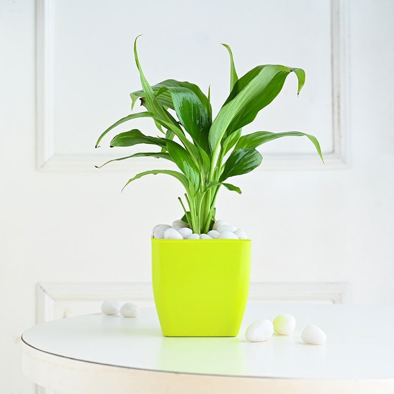 Peace Lily In Green Pot