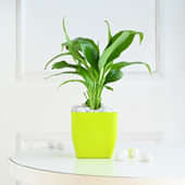 Peace Lily In Green Pot