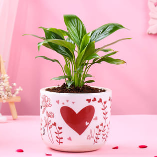 Peace Lily In Heart Valentine Terracotta Pot