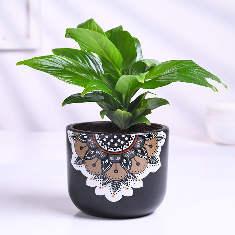 Peace Lily In Mandala Pot With Pista Cookies