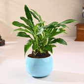 Peace Lily In Micro Pot