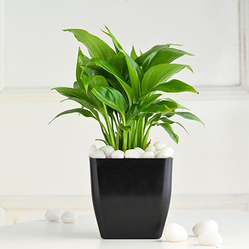 Peace Lily In Onyx Black Pot