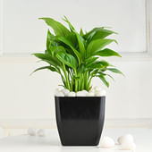 Peace Lily In Onyx Black Pot