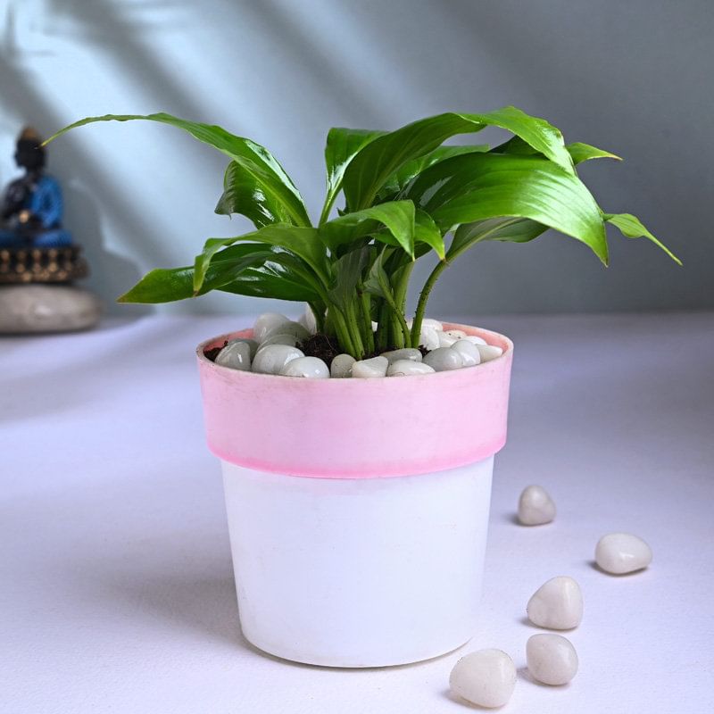 Peace Lily In Pink N White Pot
