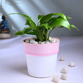 Peace Lily In Pink N White Pot