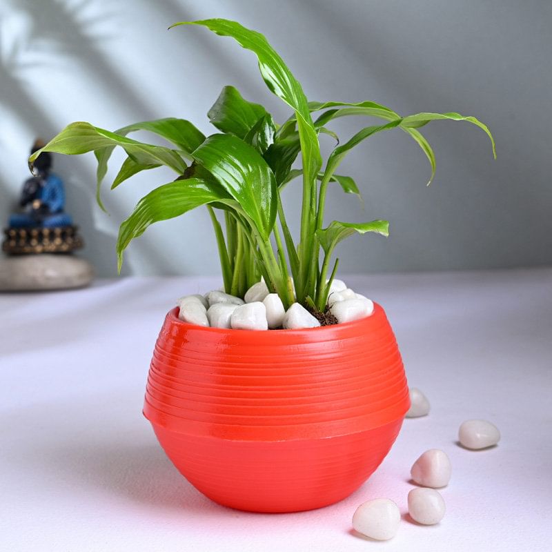 Peace Lily In Red Pot