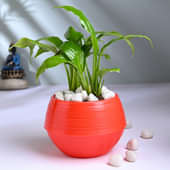 Peace Lily In Red Pot