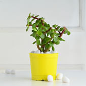 Peace Lily In Red Pot