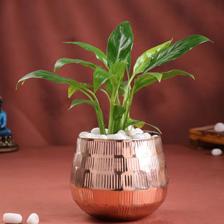 Peace Lily In Rose Gold Metal Pot