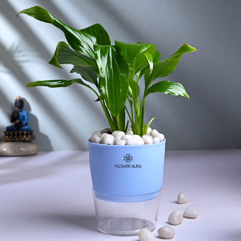 Peace Lily In Self Watering Pot