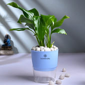 Peace Lily In Self Watering Pot