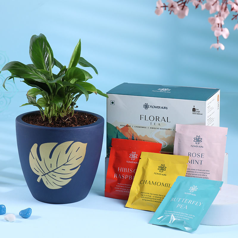 Peace Lily In Terracotta Pot N Tea Duo