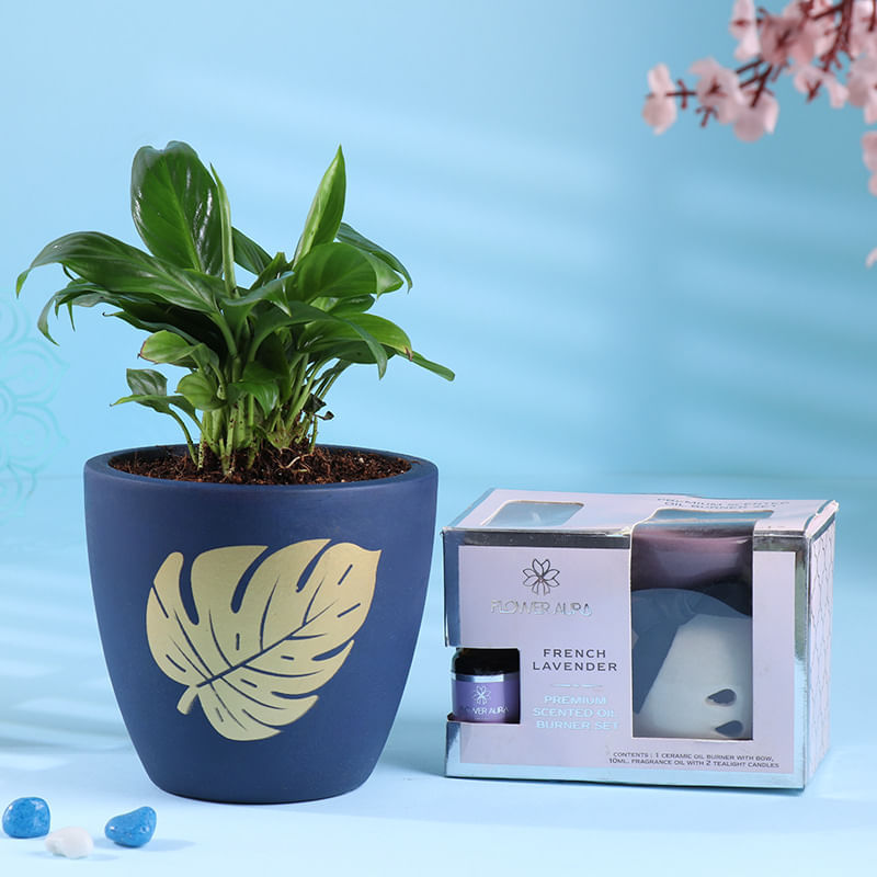 Peace Lily In Terracotta Pot With Lavender Burner