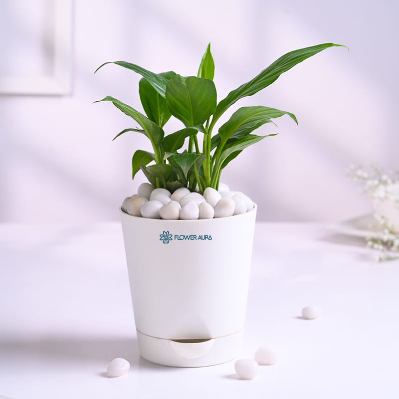 Peace Lily In White Taper Pot