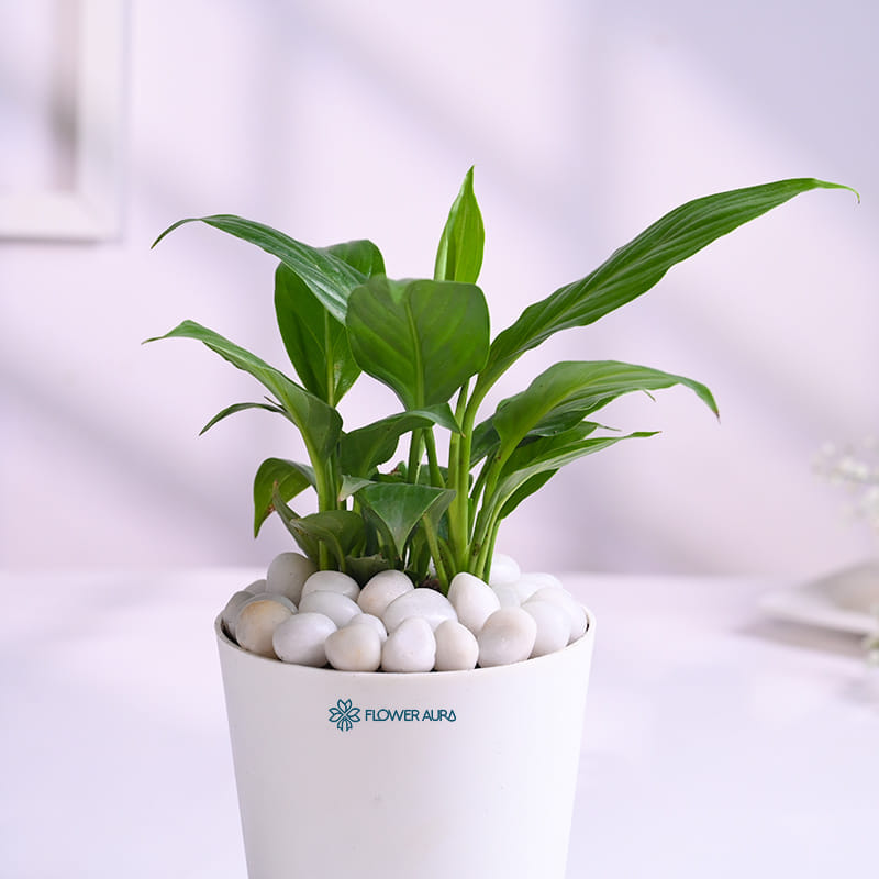 Peace Lily In White Taper Pot
