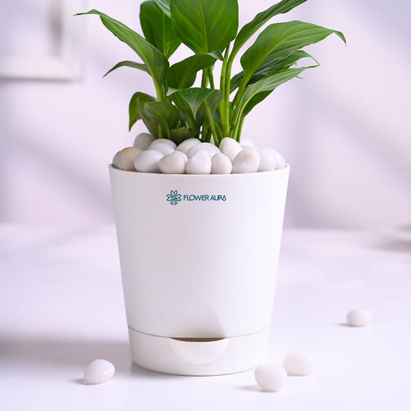 Peace Lily In White Taper Pot