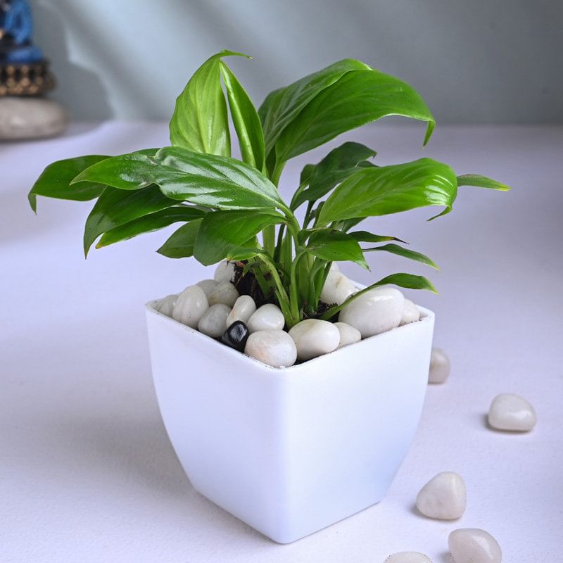 Peace Lily In White Vase