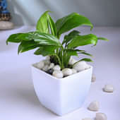 Peace Lily In White Vase