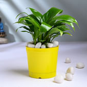 Peace Lily In Yellow Pot